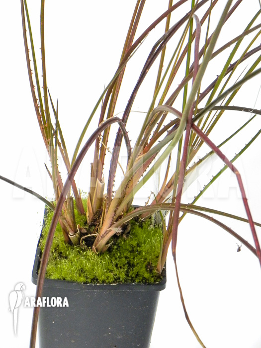 Acanthostachys pitcairnioides bromeliad