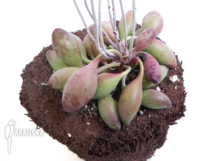 Adromischus cristatus  ‚Choilandi‘