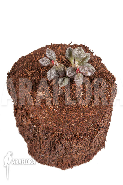 Adromischus marianiae ‚Coffee-Bean‘