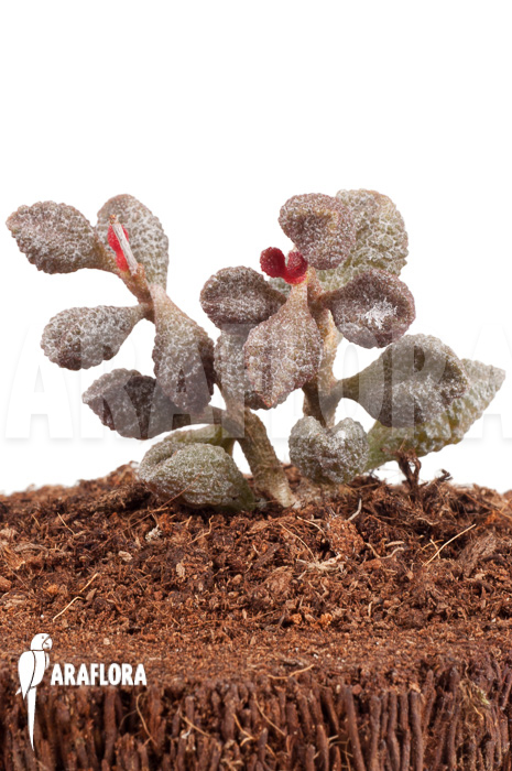 Adromischus marianiae ‚Coffee-Bean‘