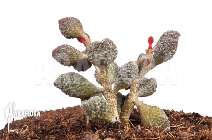 Adromischus marianiae ‚Coffee-Bean‘