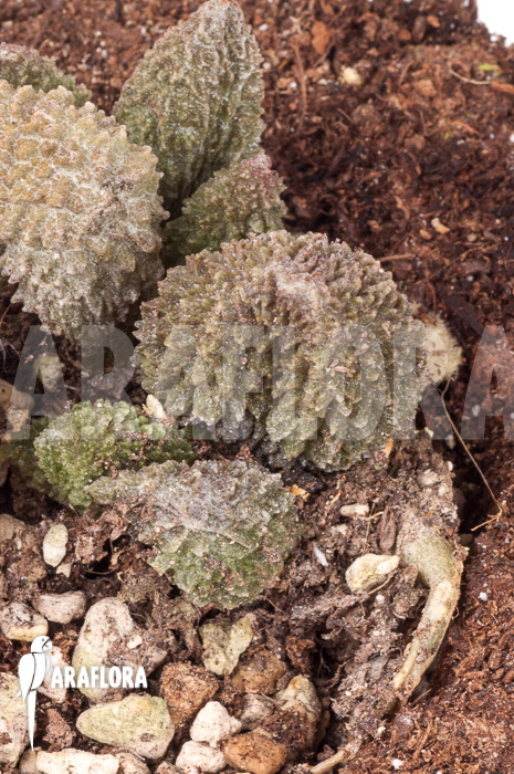 Adromischus marianiae herrei Rubra