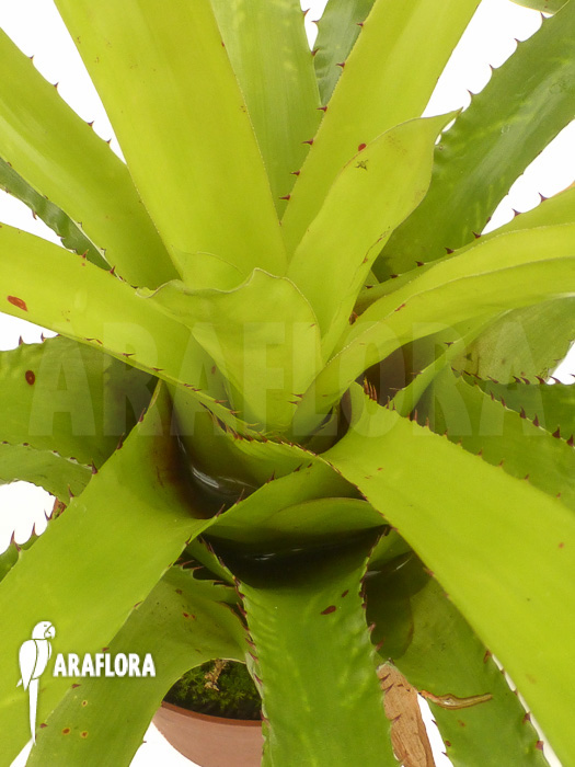 Aechmea azurea