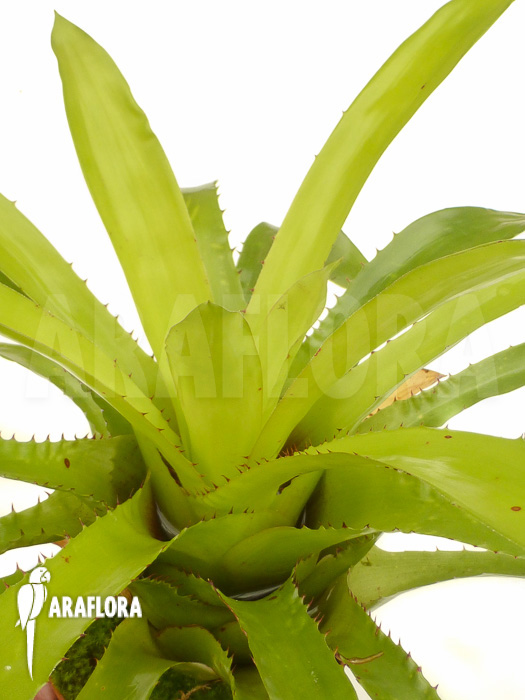 Aechmea azurea