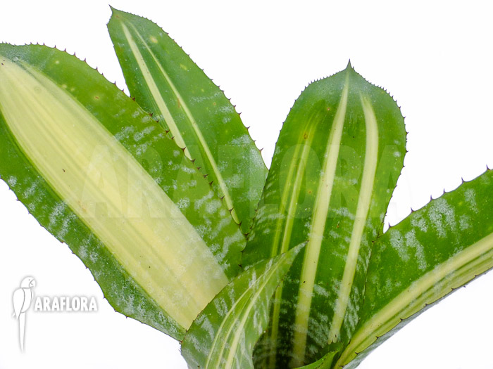 Aechmea comata ‚Variegated‘