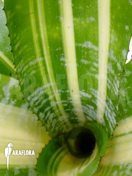 Aechmea comata ‚Variegated‘