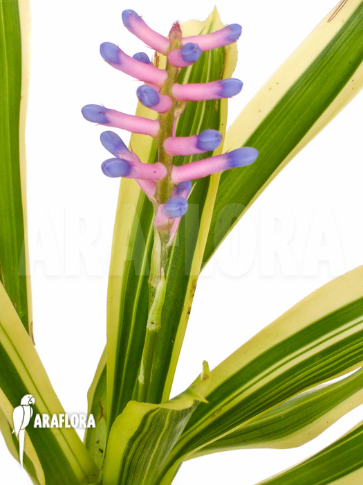 Aechmea gamosepala ‚Variegated‘ ‚Starter‘