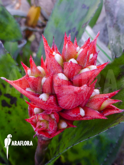 Aechmea orlandiana