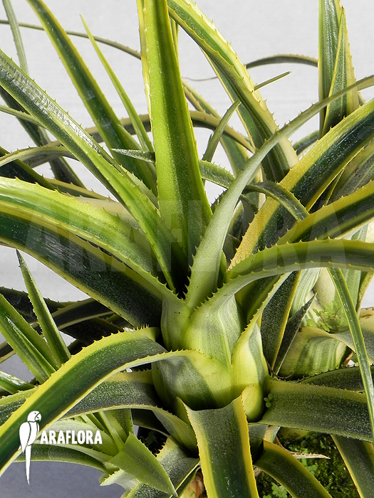 Aechmea recurvata ‚Aztec‘