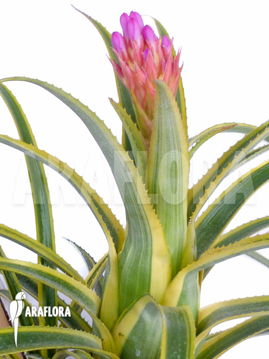 Aechmea recurvata ‚Aztec‘