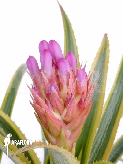 Aechmea recurvata ‚Aztec‘