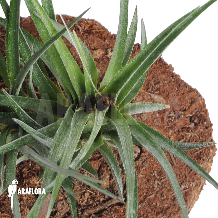 Aechmea recurvata var. ortgiesii