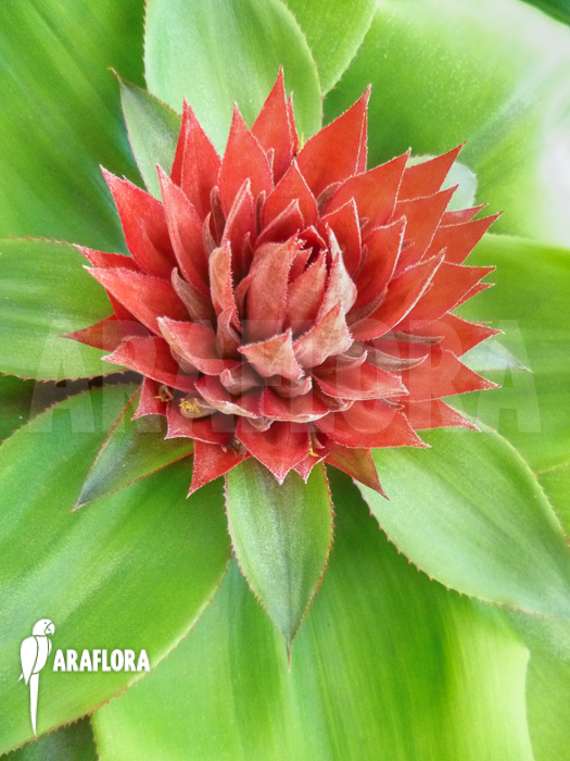 Aechmea tayoensis