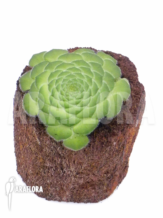 Aeonium tabuliforme