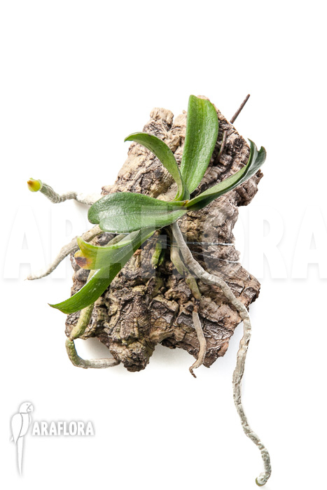 Aerangis brachycarpa