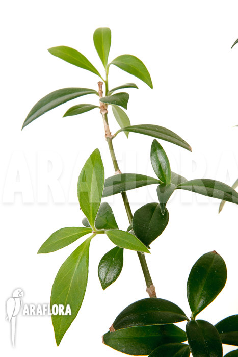 Aeschynanthus speciosus