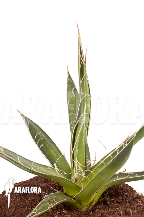 Agave filifera ‚S‘