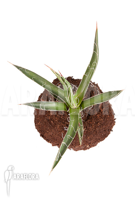 Agave filifera ‚S‘