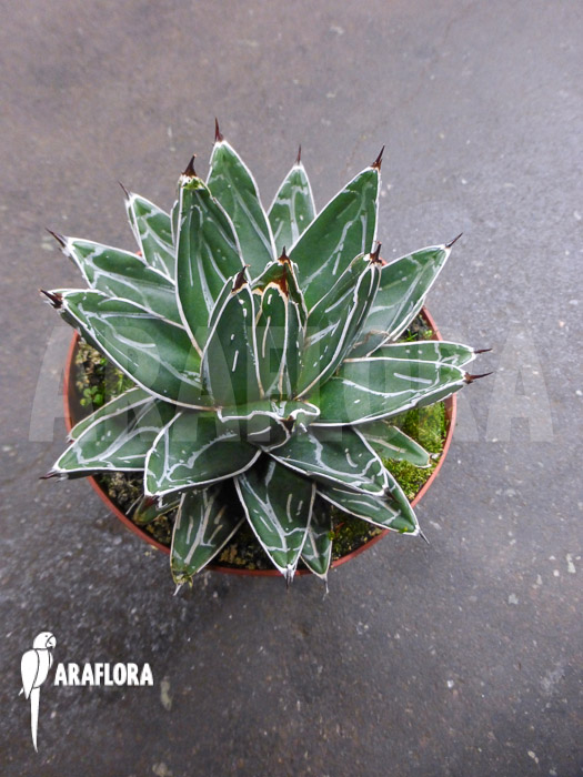 Agave victoriae reginae ‚S‘