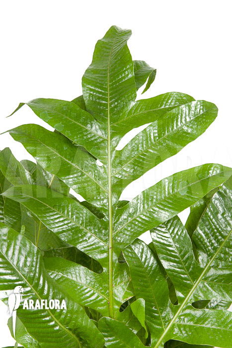 Aglaomorpha coronans ‚L‘