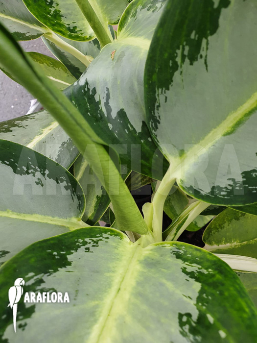Aglaonema ‚Green Bowl‘