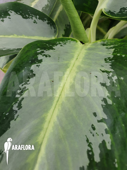 Aglaonema ‚Green Bowl‘