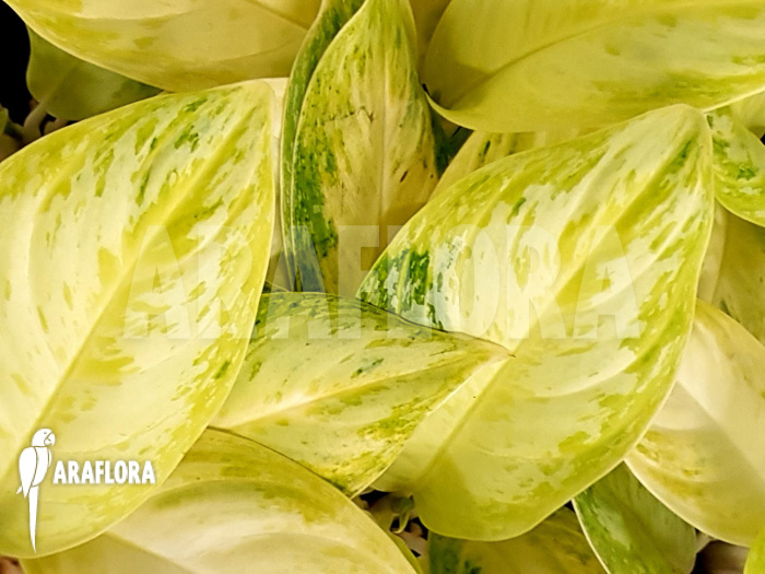 Aglaonema ‚Lime‘