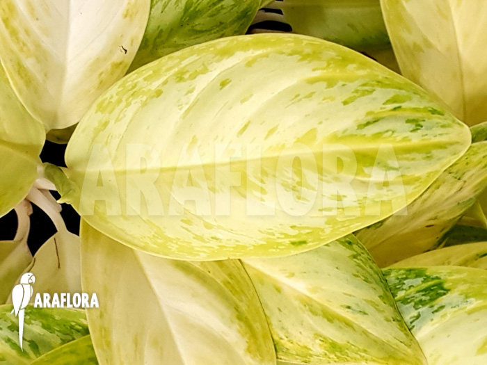Aglaonema ‚Lime‘