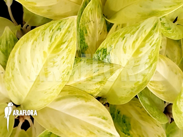 Aglaonema ‚Lime‘