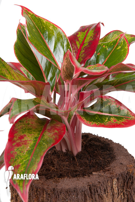 Aglaonema ‚Siam Aurora‘