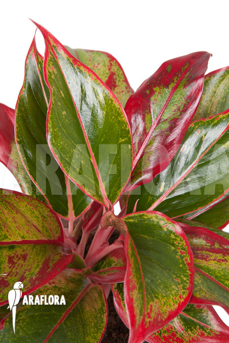 Aglaonema ‚Siam-Aurora‘
