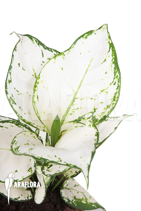 Aglaonema ‚Wit met groen gespikkeld‘