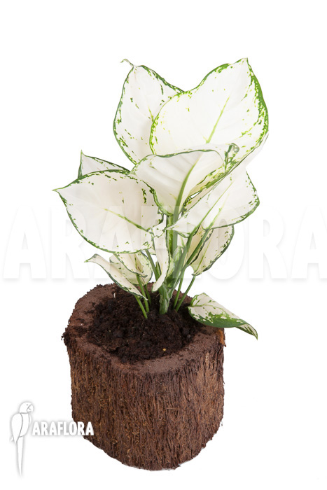 Aglaonema ‚Wit met groen gespikkeld‘