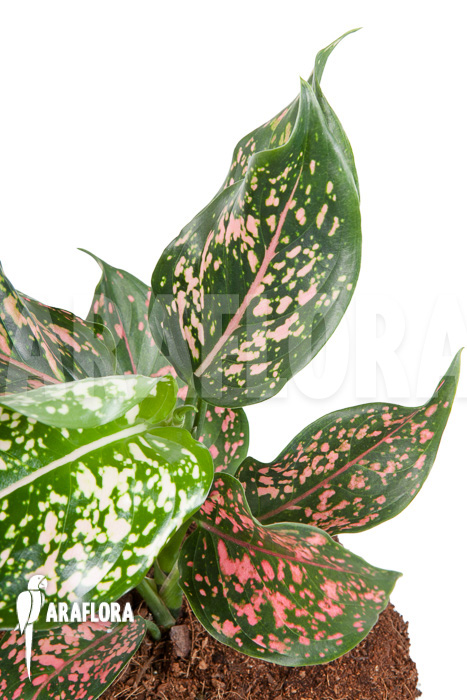 Aglaonema hybrid 2