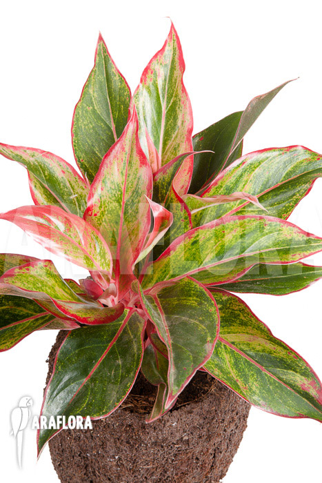 Aglaonema hybrid ‚Crete‘