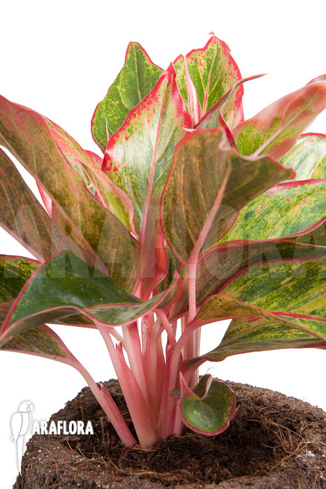 Aglaonema hybrid ‚Crete‘