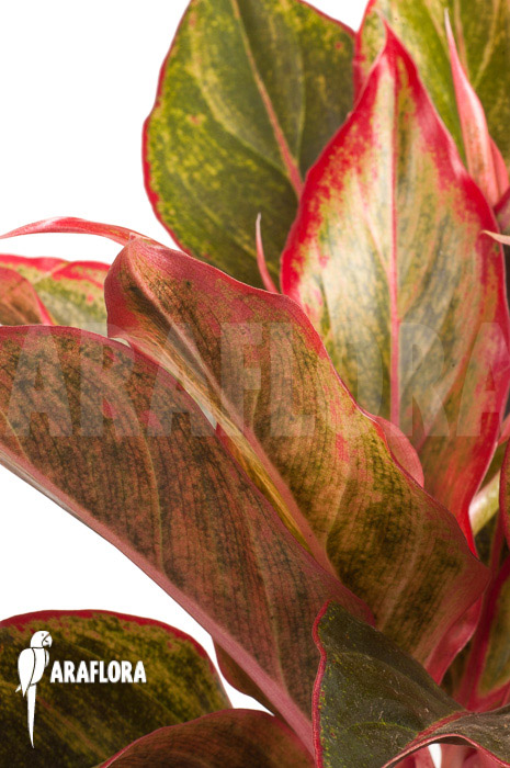 Aglaonema hybrid ‚Crete‘