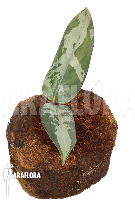 Aglaonema pumilum ‚M‘
