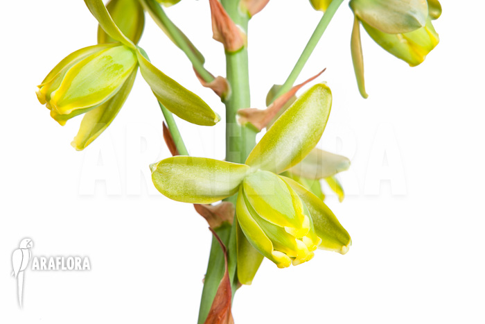 Albuca spiralis