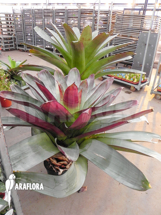 Alcantarea imperialis ‚rubra‘