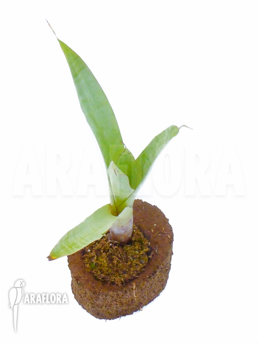 Alcantarea-odorata-silver-clone-starter-2