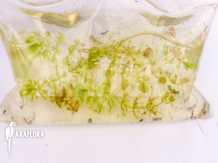 Aldrovanda versicolosa ‚Polen‘