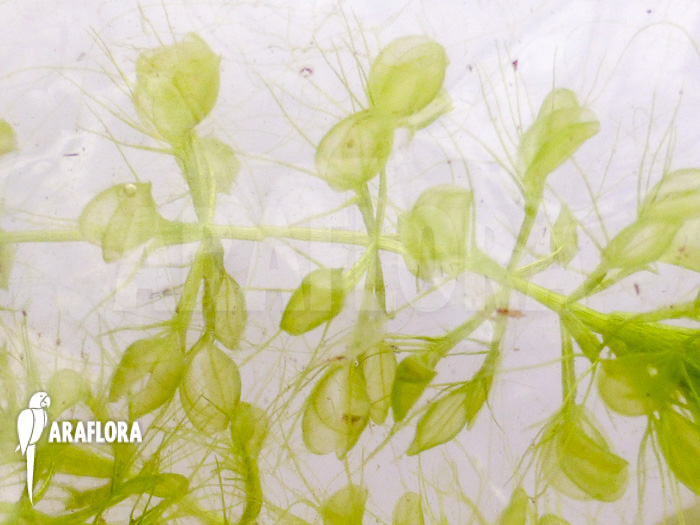 Aldrovanda versicolosa ‚Polen‘