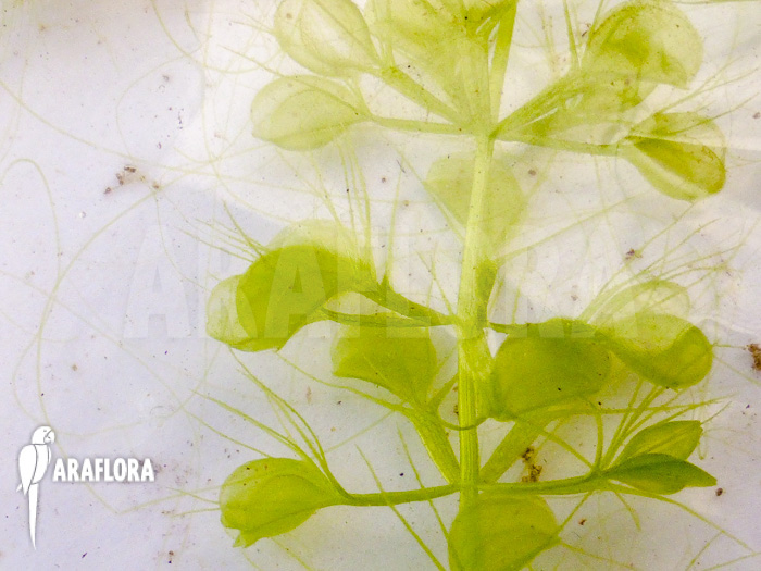 Aldrovanda versicolosa ‚Polen‘