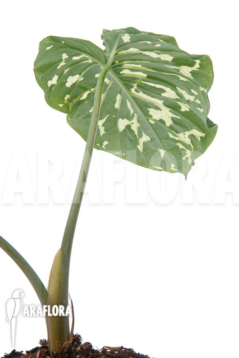 Colocasia ‚Hilo beauty‘