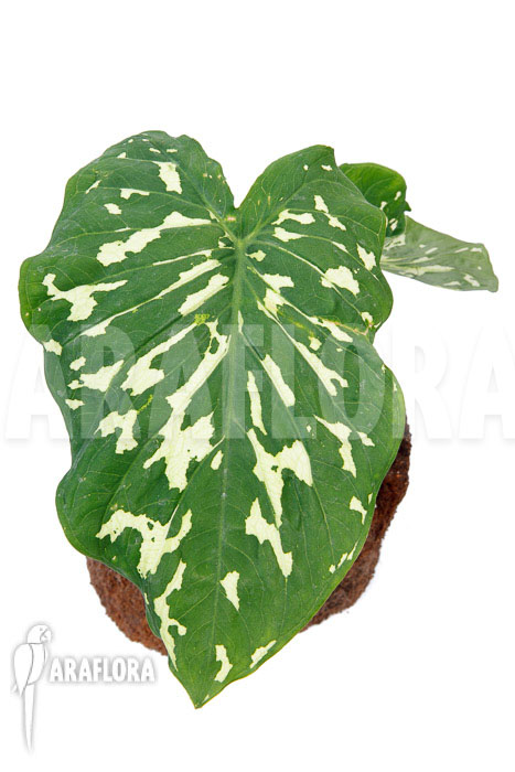 Colocasia ‚Hilo beauty‘