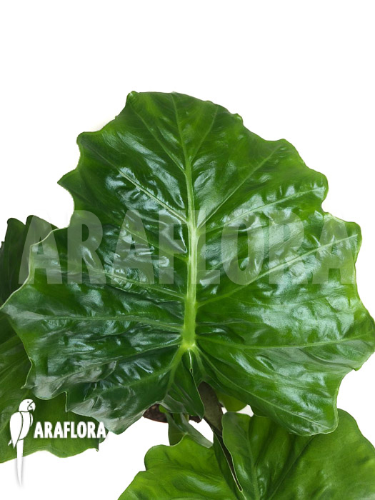 Alocasia ‚Low Rider‘