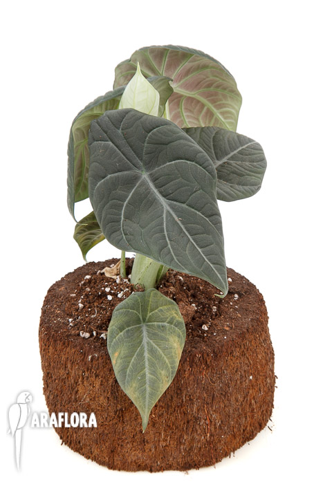 Alocasia Maharani XL