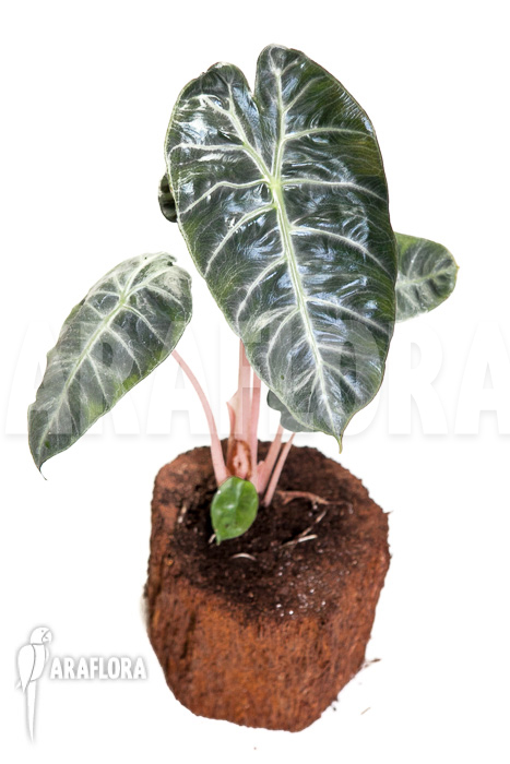 Alocasia ‚Pink Dragon‘