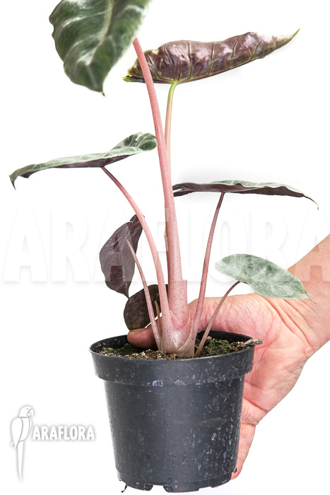 Alocasia ‚Pink Dragon‘